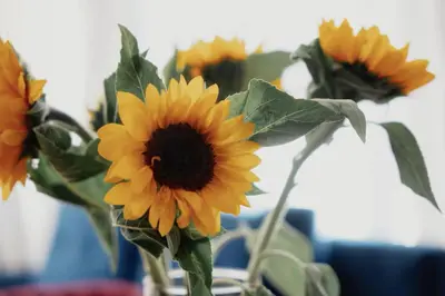a group of yellow sunflowers sitting in a vase at COZY&DELUX Family apartment 3 min from Metro in Prague