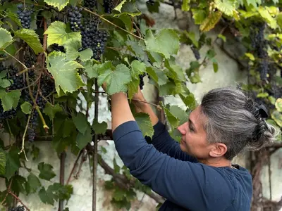 a woman is picking grapes from a vine at Kovárna Klapý pod Hazmburkem - České středohoří in Klapý