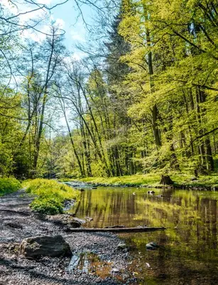 a river in the middle of a forest at Glamping nad Meandry v jurtě in Chyňava