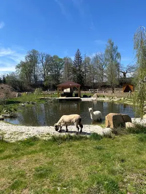 two sheep standing by a pond in a field at Farma Mlýn Drásov in Drásov