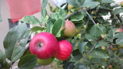 a bunch of apples hanging from a tree at Prague Retro Challenge and Garden in Prague