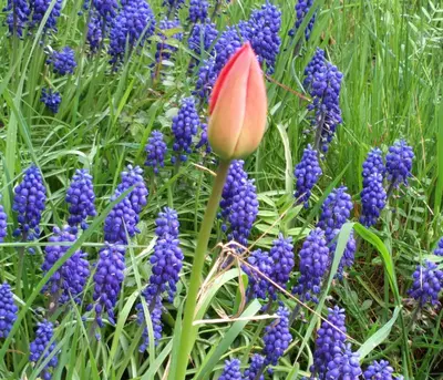 a red flower in a field of purple flowers at Prague Retro Challenge and Garden in Prague