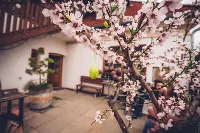 a branch of a tree with pink flowers on it at Apartmány Malý mnich in Mníšek pod Brdy
