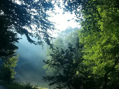 a misty river in a forest with trees at Penzion Pod Houskou in Blatce