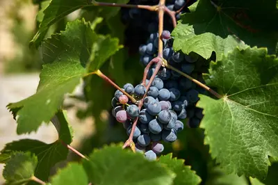 a bunch of blue grapes hanging from a tree at Hotel La Romantica in Mladá Boleslav