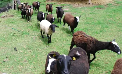 a herd of sheep walking in a field of grass at Apartment U Lochů in Kňovičky