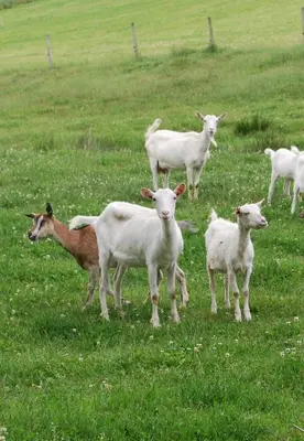a herd of sheep standing in a field of grass at Apartment U Lochů in Kňovičky