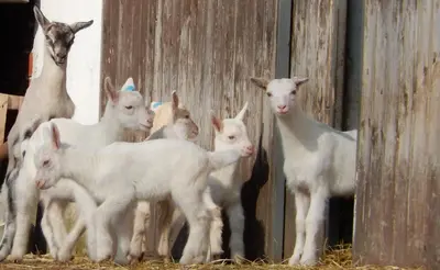a group of white goats standing next to a building at Apartment U Lochů in Kňovičky