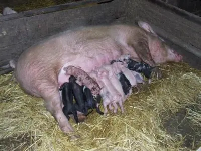 a pig is laying in some hay at Apartment U Lochů in Kňovičky