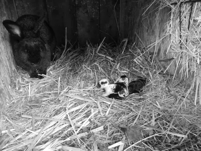 a couple of baby chicks laying in hay next to a rabbit at Apartment U Lochů in Kňovičky