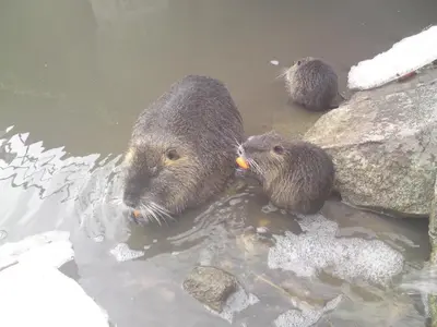 three otters in the water next to some rocks at Alisa Apartments in Kostomlaty