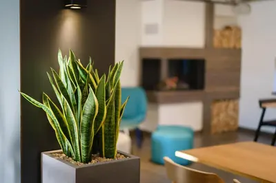 a potted plant in a room with a table and chairs at Penzion Koráb in Prague