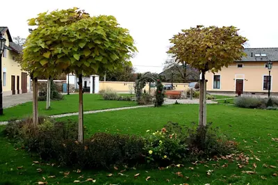 two trees in the middle of a green yard at Statek 1738 in Všestudy