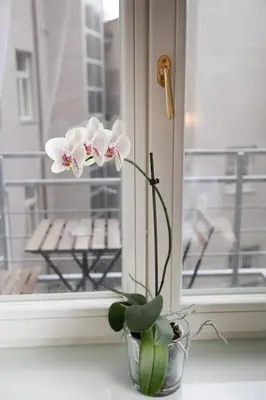 a flower in a vase sitting on a window sill at Luxury apartment Spálená in Prague