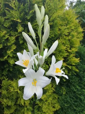 a bunch of white flowers in front of a bush at Apartment Hanspaulka Garden in Prague