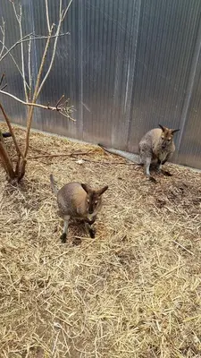 two cats standing in hay next to a fence at Sport Pension Cibulka in Prague