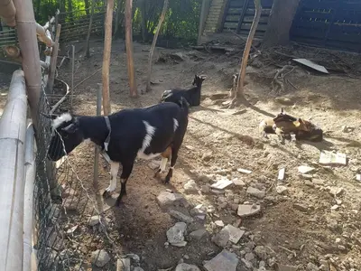 a group of goats standing next to a fence at Sport Pension Cibulka in Prague