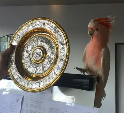 a parrot sitting on a table next to a plate at Sport Pension Cibulka in Prague