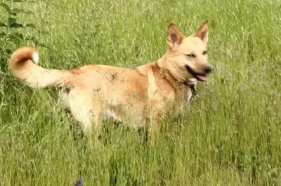a dog standing in a field of grass at LOVELY Prague Apartment in Prague