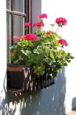 a window sill with red flowers in a window box at Penzion BEAKO na 