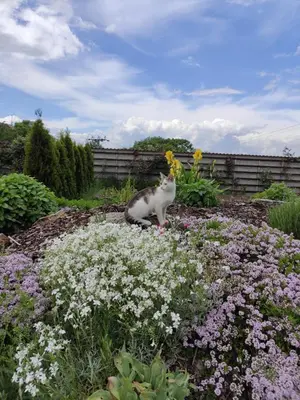 a cat sitting in a garden with flowers at Hotel Dvůr in Krnsko
