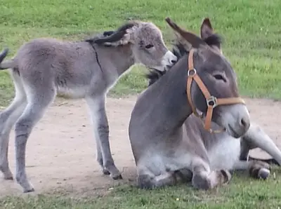 a baby donkey standing next to its mother at Penzion Karlštejn in Karlštejn