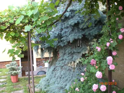 a tree with pink roses on the side of a building at pension Kalik in Prague