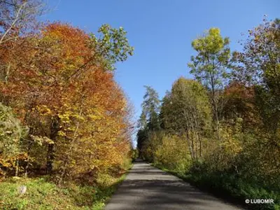 a road in the middle of a bunch of trees at Hotel U Berounky in Srbsko