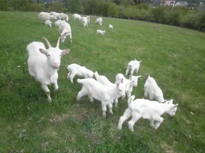 a herd of goats in a field of grass at Sport-hotel Šibeniční vrch in Mnichovice