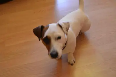a small dog laying on a wooden floor at Apartments Letna in Prague