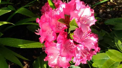 a close up of pink flowers on a bush at Kamenný dům Bezdědice-Máchův kraj in Bezdědice