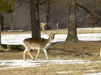 a deer with antlers walking in a field with trees at Hotel Kolonie in Křivoklát