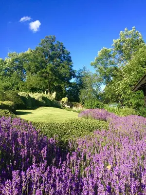 a field of purple flowers in front of a green yard at Family Hotel Okoř in Okoř