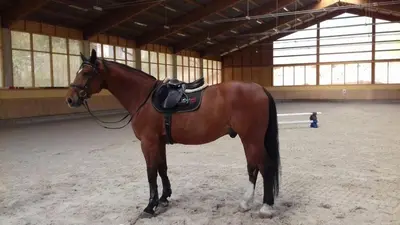 a brown horse is standing in a stable at Bílichov in Bílichov
