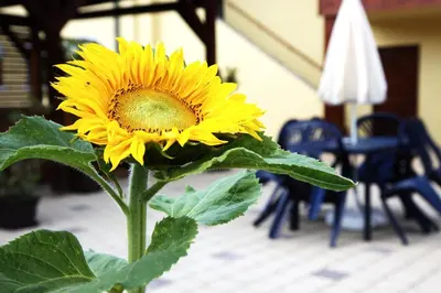 a yellow sunflower is sitting on a table at Hotel Pod Sluncem in Třebíz