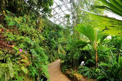a greenhouse filled with lots of plants and a pathway at Lovely apartment, Garden, Parking, Wifi, Netflix in Prague
