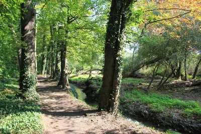 a path in a wooded area with trees at Apartments Severka in Prague