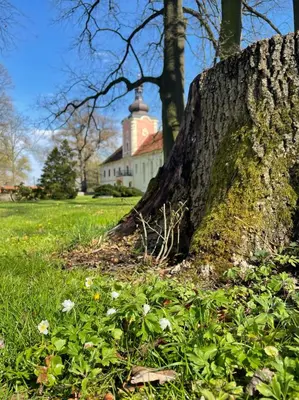 a large tree in a field with a house in the background at Penzion Zámek Lešany in Netvořice