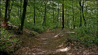 a dirt trail in a wooded area with trees at Penzion V polích in Malé Číčovice