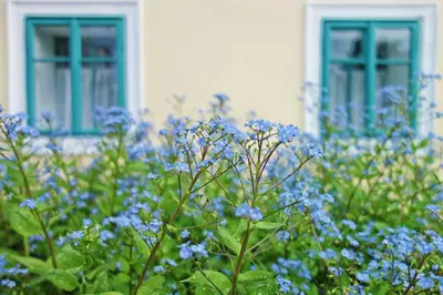 a field of blue flowers in front of two windows at Homutův statek in Kokořín