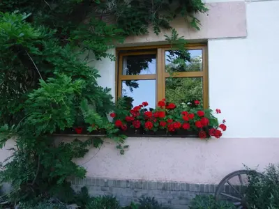 a window with red flowers in a window box at Farma Zahradnice in Olbramovice Ves