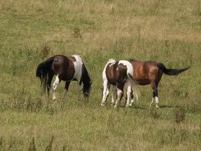 two horses grazing in a field of grass at Farma Zahradnice in Olbramovice Ves