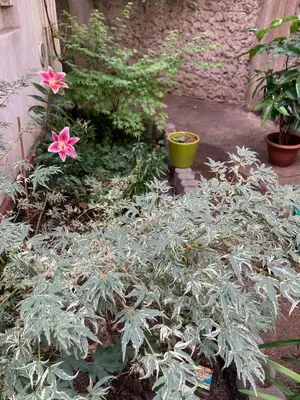 a garden with pink flowers and green plants at Aparthotel City 5 in Prague