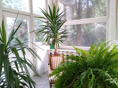 a conservatory with plants and a chair and a window at Rooms in Prague-BIG+Comfy in Prague