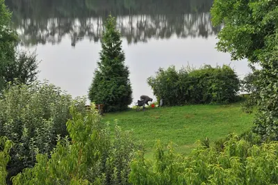 a dog standing on a lawn next to a lake at Apartmá u Hovorků in Županovice