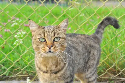 a cat and a bird behind a fence at Apartmá u Hovorků in Županovice