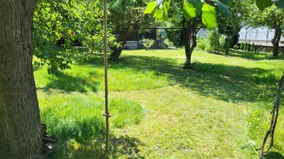 a small tree in the grass next to a tree at Old Summer House with renovated bathroom in Prague