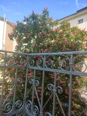 a tree with pink flowers behind a gate at Palace Apartment by Main Station - Premier in Prague