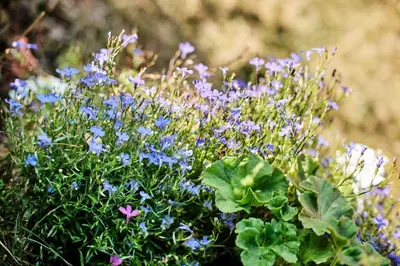 a bunch of purple and blue flowers in a field at Rusty's Cottage in Sedlčany