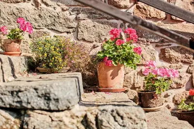 a group of potted plants on a stone wall at Rusty's Cottage in Sedlčany